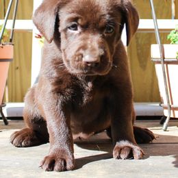 Labrador Retriever Puppies from Triple B Kennel