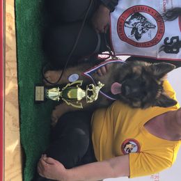 German Shepherd Puppies from Emeraldoaks German Shepherds