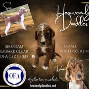 Irish Doodle and Poodle Puppies from Heavenly Poodles