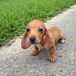 Girl 1 - Red Dapple (hidden) - Dapple female Dachshund puppy in Brandon, Mississippi from A & N Kennels