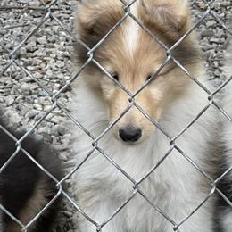 Girl 3 - Sable merle and white female Collie puppy in Edison, New Jersey from Hi-Crest Collies