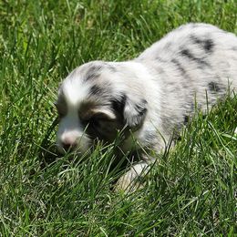 Miniature Australian Shepherd Puppies from Kings Point Mini and Toy Aussies