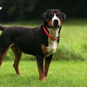 Banjo - Greater Swiss Mountain Dog