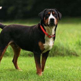 Banjo - Greater Swiss Mountain Dog