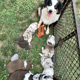 Miniature American Shepherd and Miniature Australian Shepherd Puppies from Whiskeytown Aussies
