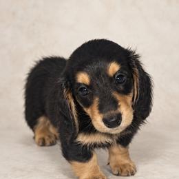Dachshund Puppies from DachGen