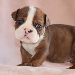 Ace - Red male Boston Terrier puppy in Winnsboro, Texas from JP Ranch Bulldogs