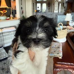 Jet - Black and white male Havanese puppy in Apopka, Florida from Dunhill Havanese