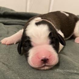 Light purple female - Red and white female Saint Bernard puppy in Albany, Georgia from Magnolia Saint Bernards