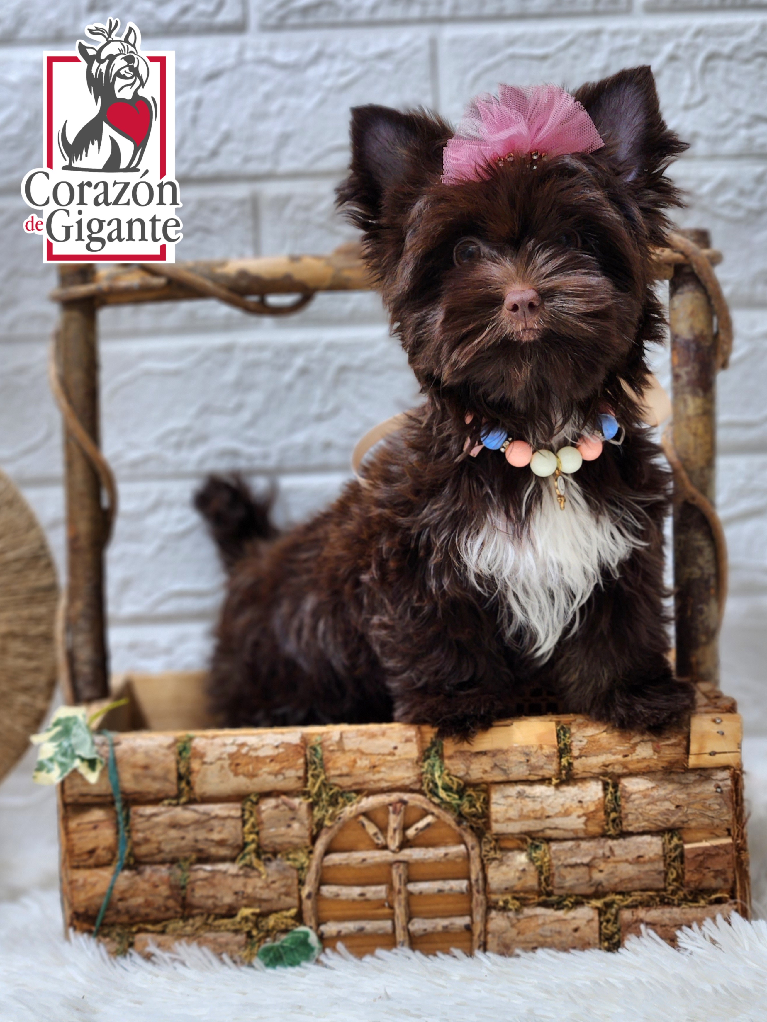 Biewer Terrier and Yorkshire Terrier Puppies from Corazon de gigante