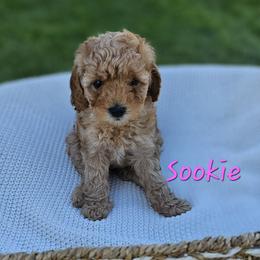 Cavapoo Puppies from North Ranch Doodles