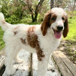 Pepper Jack (Blue) - Parti male Poodle puppy in Burwell, Nebraska from Petersen Poodles