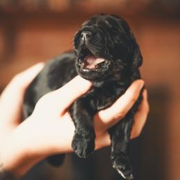 Onyx - Phantom male Goldendoodle puppy in Portsmouth, Virginia from Hopping Howlers Ranch