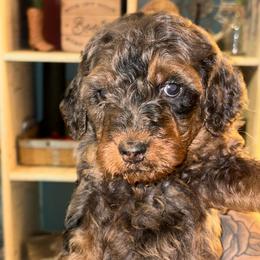 Boy 1 - Phantom male Goldendoodle puppy in Holly, Colorado from Vida’s Loving Doodles