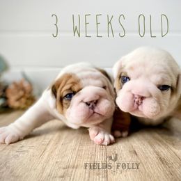Bulldog Puppies from Fields’ Folly