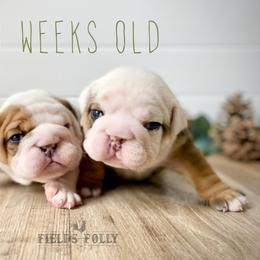 Bulldog Puppies from Fields’ Folly