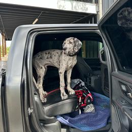 Great Dane Puppies from Lazy A Danes