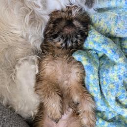Brussels Griffon Puppies from Brussels and Broodle's and Shiffon's Oh My