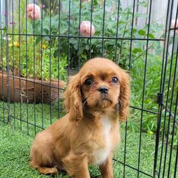 Tiny Ruby Boy - Ruby male Cavalier King Charles Spaniel puppy in Grand Prairie, Texas from Westchester Cavaliers