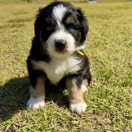 Duval - Black tri-color male Australian Shepherd puppy in Jacksonville, Florida from Autumn's Aussies