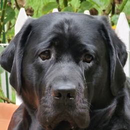 Kallahan - Labrador Retriever