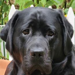 Kallahan - Labrador Retriever