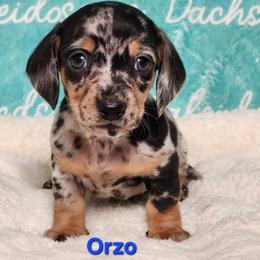 Orzo - Dapple male Dachshund puppy in Mount Sherman, Kentucky from Kaleidoscope Dachshunds and Whippets