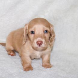 Ryder 3000 - Cream male Dachshund puppy in Coldwater, Mississippi from Mississippi Shorties Miniature Dachshunds