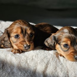 Dachshund Puppies from Loyal Lil Dachshunds