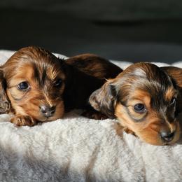 Dachshund Puppies from Loyal Lil Dachshunds