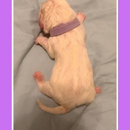 Lavender collar female - Lemon and white female Basset Hound puppy in Columbia, South Carolina from Pawmetto Hounds