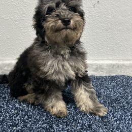 Luca - Blue merle male Aussiedoodle puppy in Winnsboro, Texas from Happy Hollow Ranch