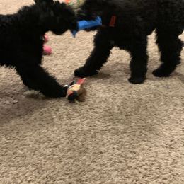 Kerry Blue Terrier Puppies from Watch Em’ Spar Kerry Blue Terriers