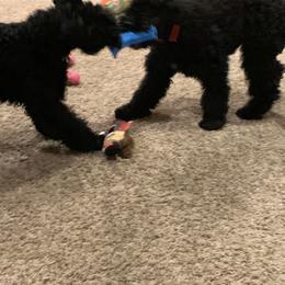 Kerry Blue Terrier Puppies from Watch Em’ Spar Kerry Blue Terriers