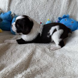Boy 1 - male Brittany puppy in Maidens, Virginia from Labyrinth Brittanys
