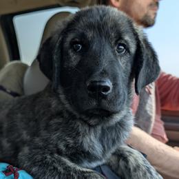 Carl - Brindle male Anatolian Shepherd Dog puppy in Princeton, Oregon from Learning With Dogs