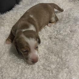 Winnie - Red female Dachshund puppy in Hillsville, Virginia from Bonderosa Kennels