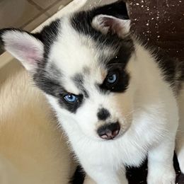 Draco - Black and white male Pomsky puppy in Sacramento, California from 916 Pomskies