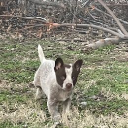 Australian Cattle Dog Puppies from Twisted C Heelers