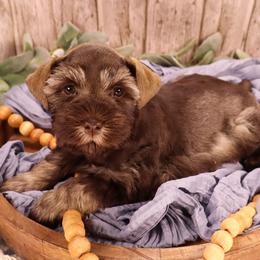 Miniature Schnauzer and Poodle Puppies from Crystal Rose Canines