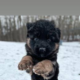 German Shepherd Puppies from Vom Wolfgang Roma Kennels