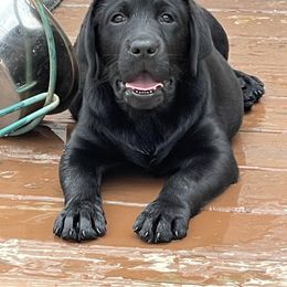 Labrador Retriever All Grown Up from McCabe Creek Labradors