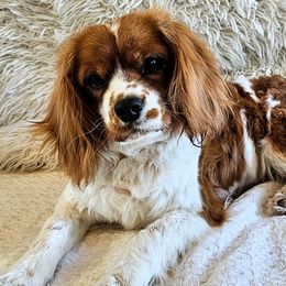 Gila - Cavapoo