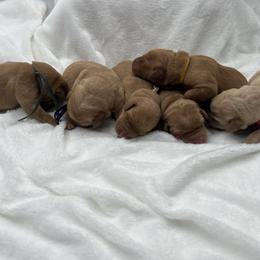 Purple - Yellow female Labrador Retriever puppy in Heath Springs, South Carolina from Rich Hill Retrievers