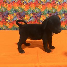 Girl - call name: Tiny - Fawn female Mastiff puppy in Racine, Wisconsin from FrontlineK9 Boarding & Training LLC