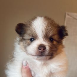 Pomeranian puppies from Lucky Poms