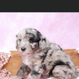 Aussiedoodle Puppies from Johnson’s Highland Pride Aussiedoodles