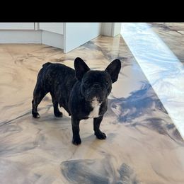 Miny - French Bulldog