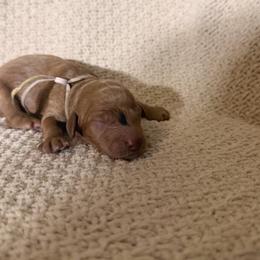 Maya - Red  female Goldendoodle puppy in Naples, Florida from Goldendoodles Of Naples,INC
