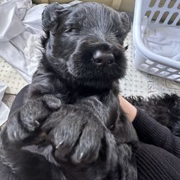 Black Russian Terrier Puppies from Nova Noir